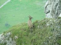Fauna auf dem Pilatus