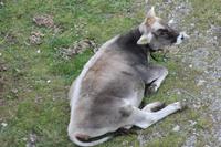 Fauna auf dem Pilatus