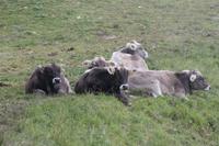 Fauna auf dem Pilatus