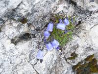Flora auf dem Pilatus