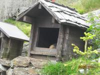 Murmeltierpark auf dem Grimselpass