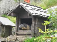 Murmeltierpark auf dem Grimselpass