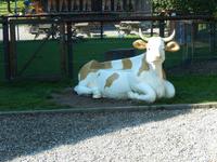 Ohne Kuh kein Emmentaler Käse!