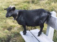 Im Streichelzoo auf dem Rinerhorn