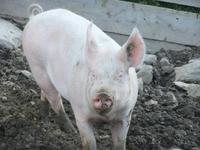 Im Streichelzoo auf dem Rinerhorn