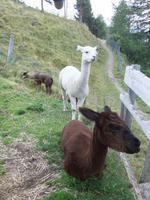 Im Streichelzoo auf dem Rinerhorn