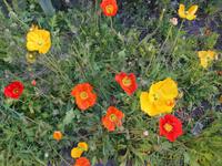 Vegetation in Locarno