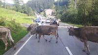 Almabtrieb in Urnäsch