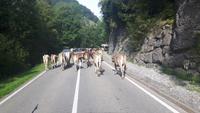 Almabtrieb in Urnäsch