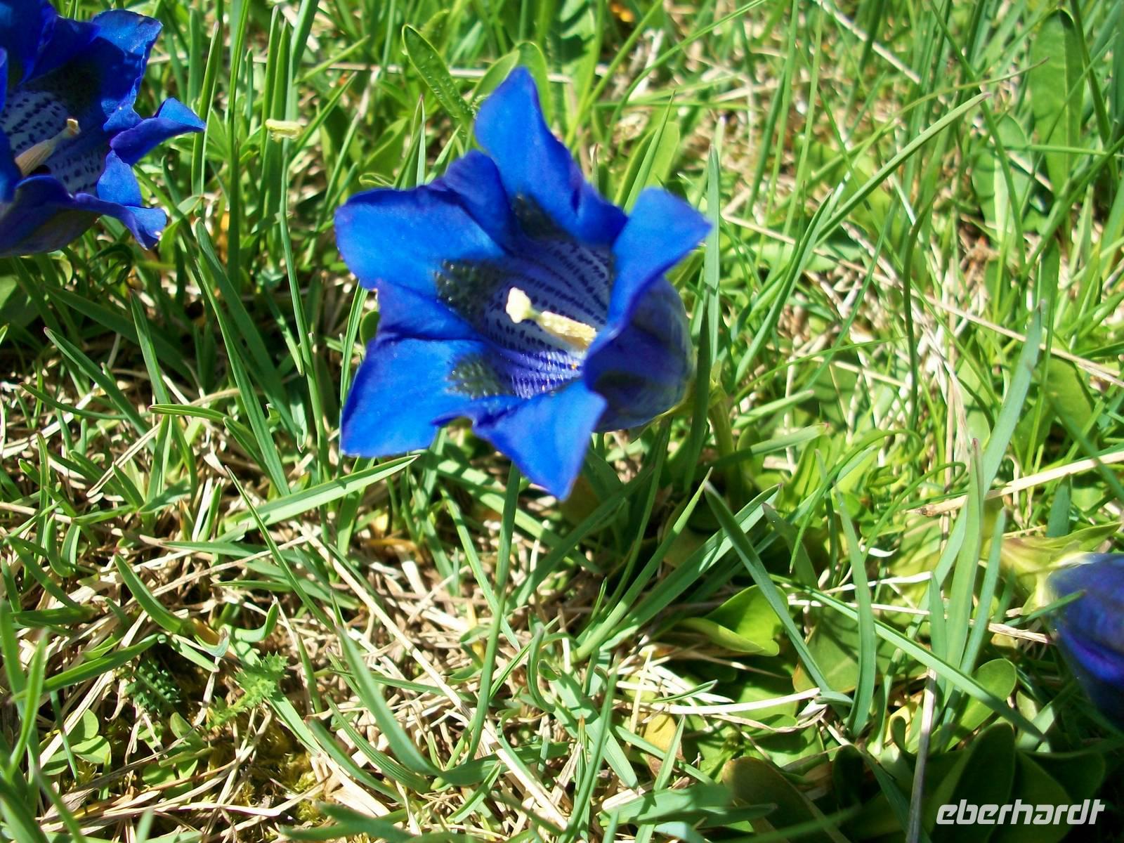 Alpenflora