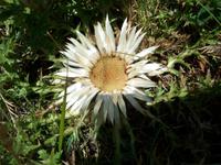 Alpenflora