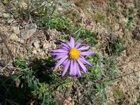 Alpenflora