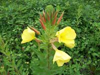 Alpenflora