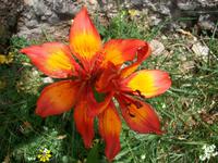 Alpenflora