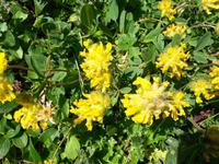 Alpenflora