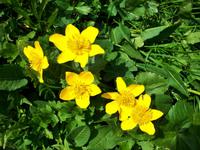 Alpenflora