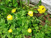 Alpenflora