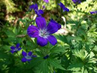 Alpenflora