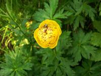 Alpenflora