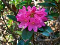Alpenflora