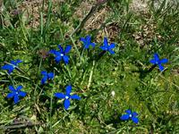 Alpenflora