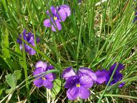 Alpenflora