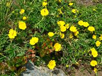 Alpenflora