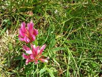 Alpenflora