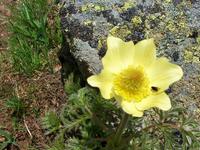 Alpenflora