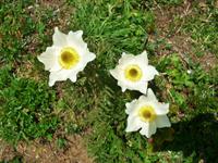 Alpenflora