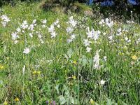 Alpengarten Schynige Platte