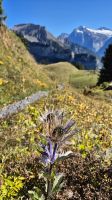 Alpengarten Schynige Platte