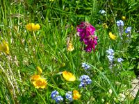 Alpenwiese