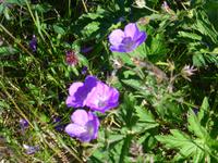 Alpenwiese