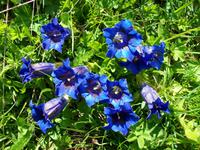 Alpine Flora