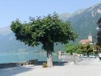 Am Brienzer See