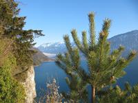 Am Thuner See