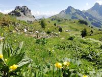 Auf Schynige Platte
