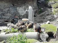 Auf dem Grimselpass