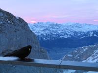 Auf dem Pilatus - Morgenstimmung