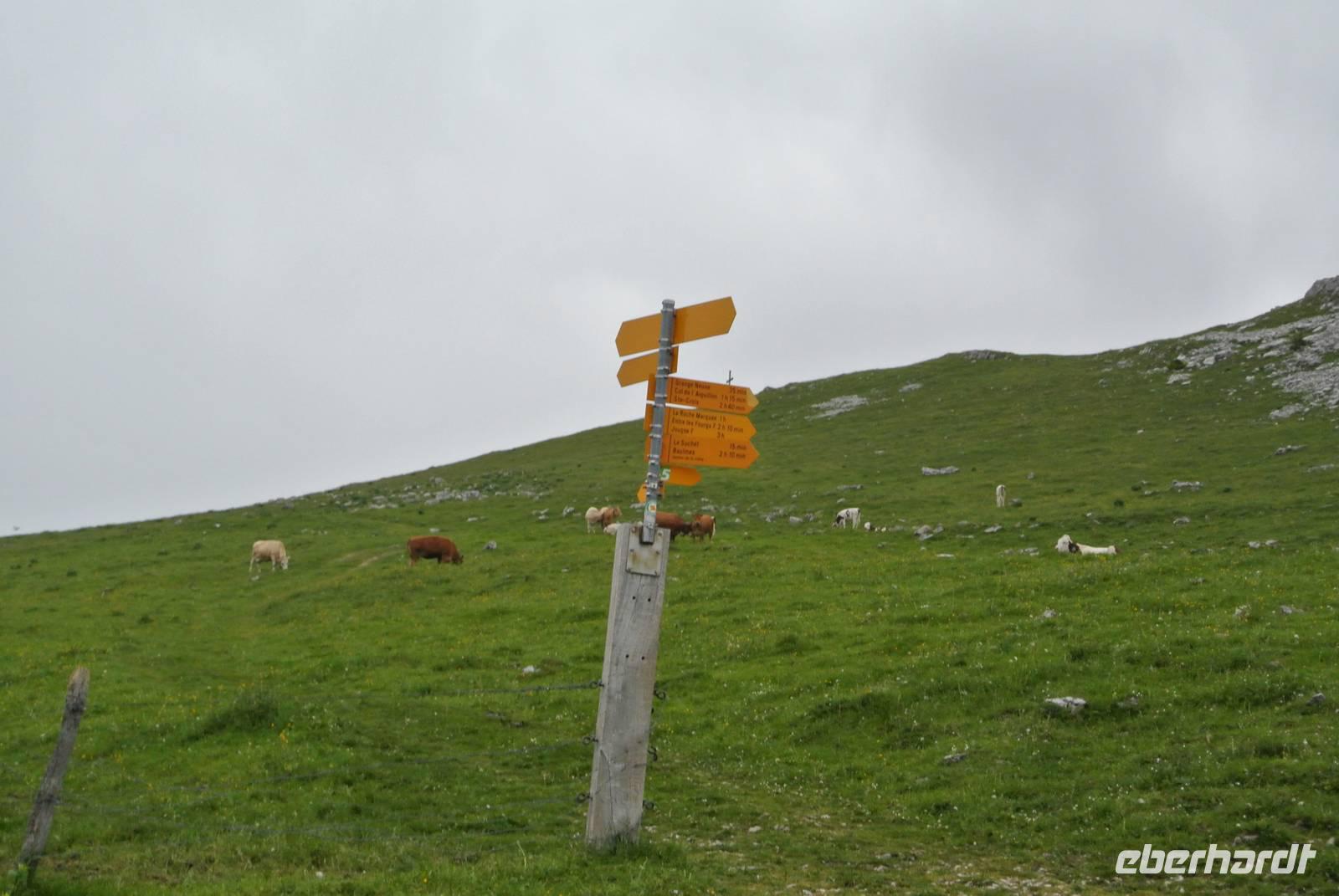 Auf der Alp Suchet