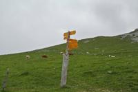 Auf der Alp Suchet