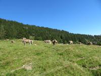 Auf der Rigi -