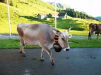 Auf der Schwägalp