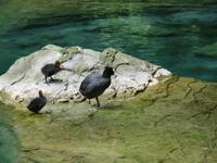 Ausflug zum Blausee