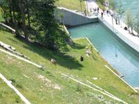 Bärenpark in Bern