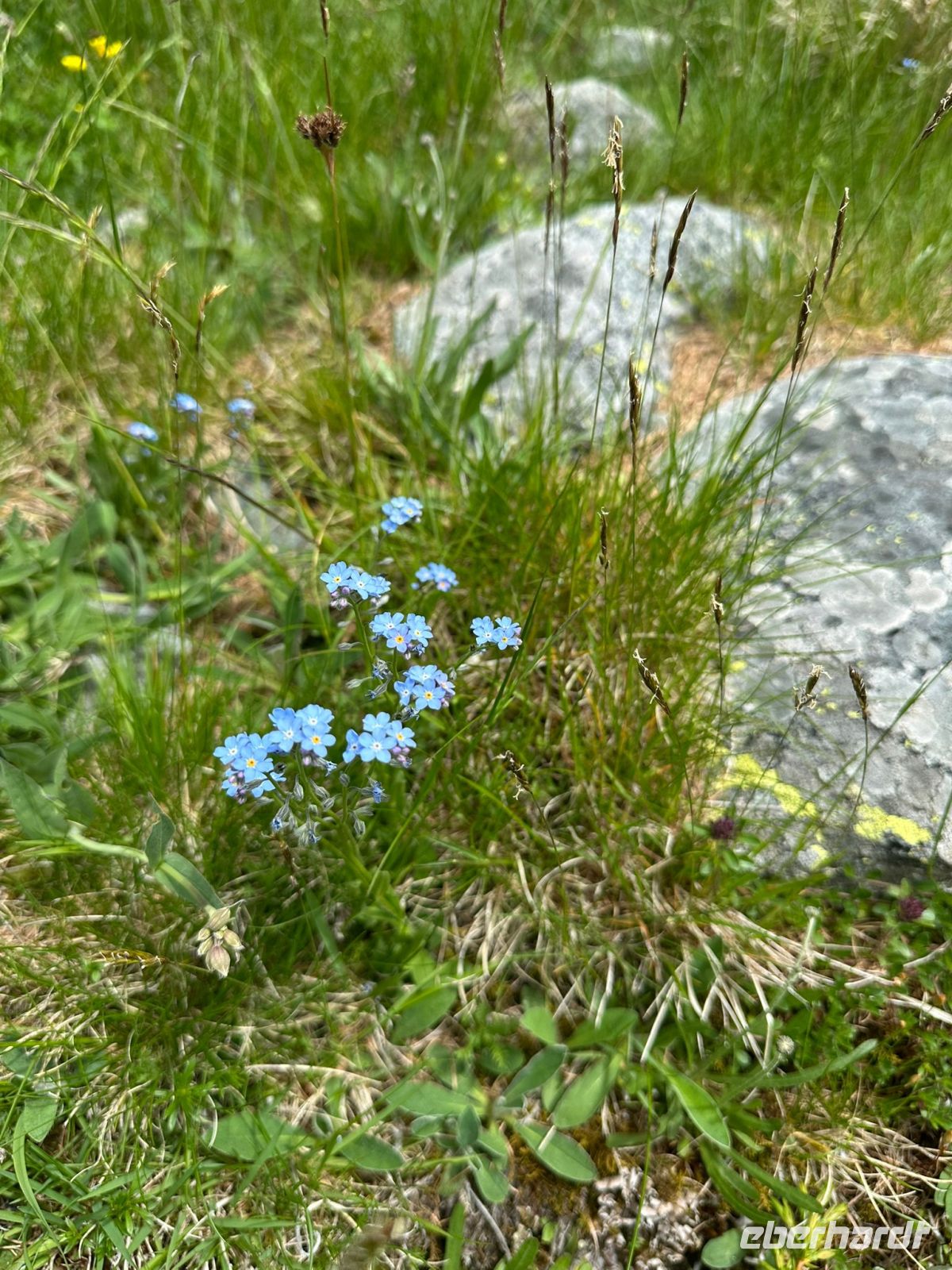 Bergblüher