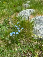 Bergblüher