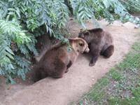 Bern - Bärenpark