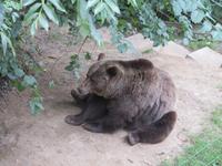 Bern - Bärenpark